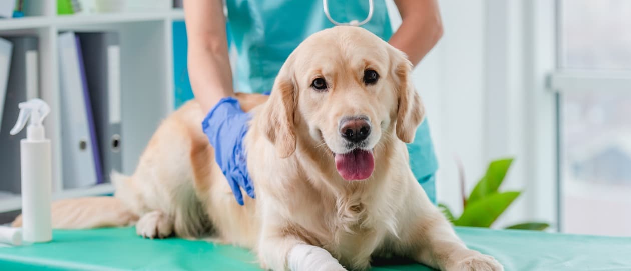 Dog and Vet - Page Detail