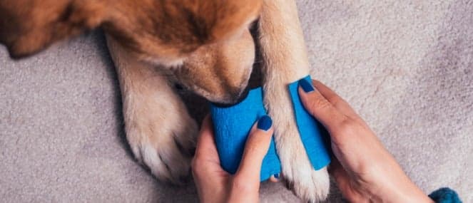 Dog Wound - Listing
