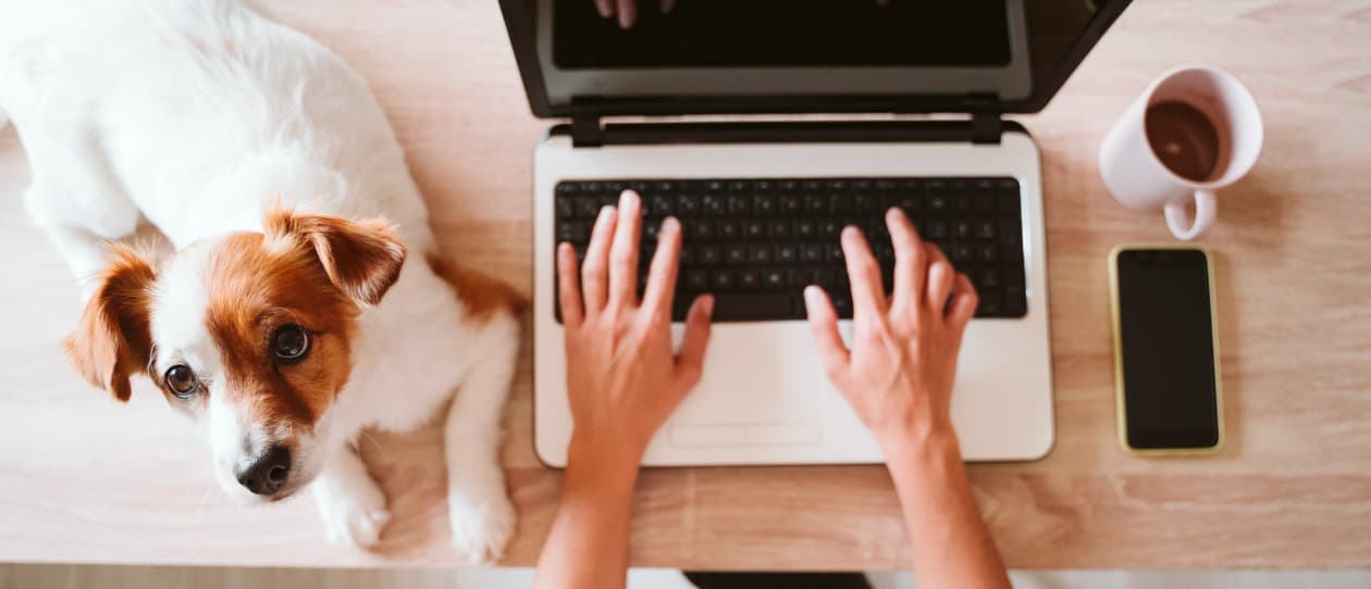 Office dogs - Main