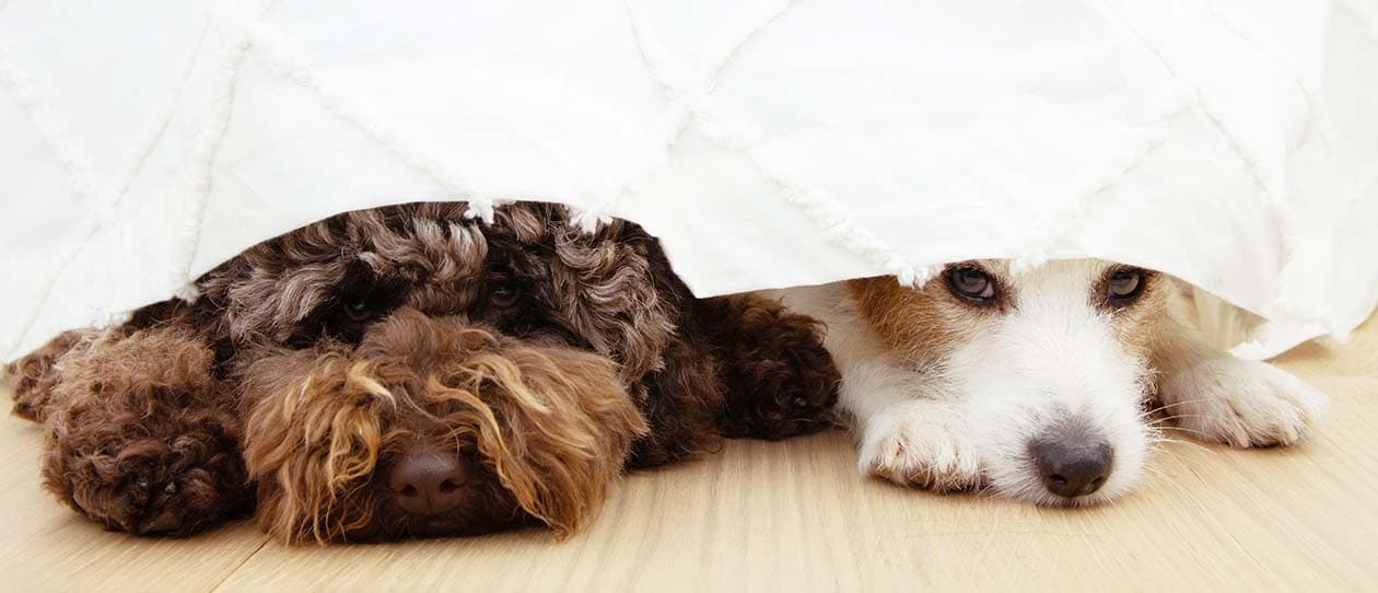 Pet Holiday Stress - Main