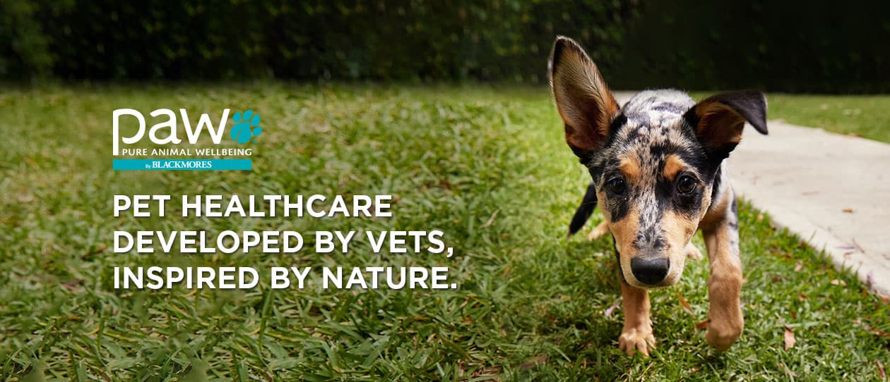 B0189-PAW-Main-homepage-banner_revised4_1260x542