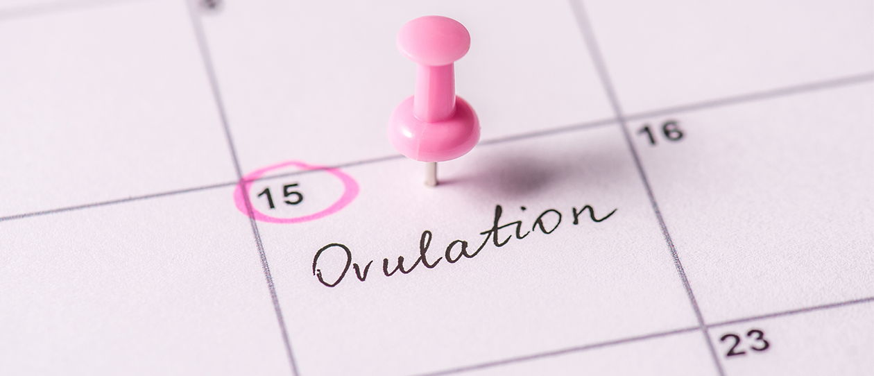 What is an ovulation window
