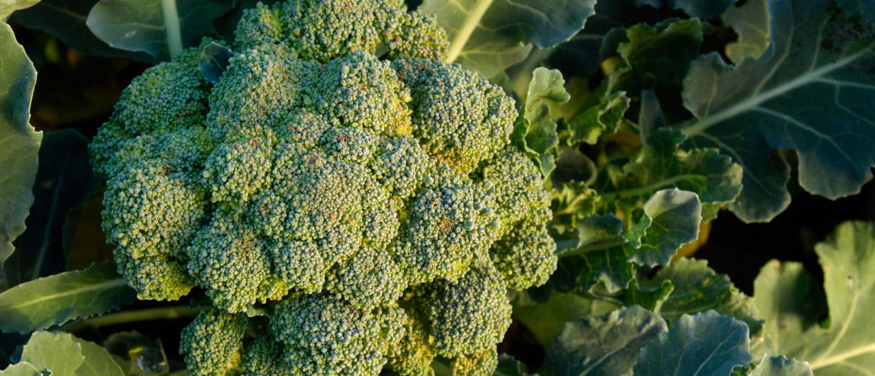 Broccoli could boost the immune system