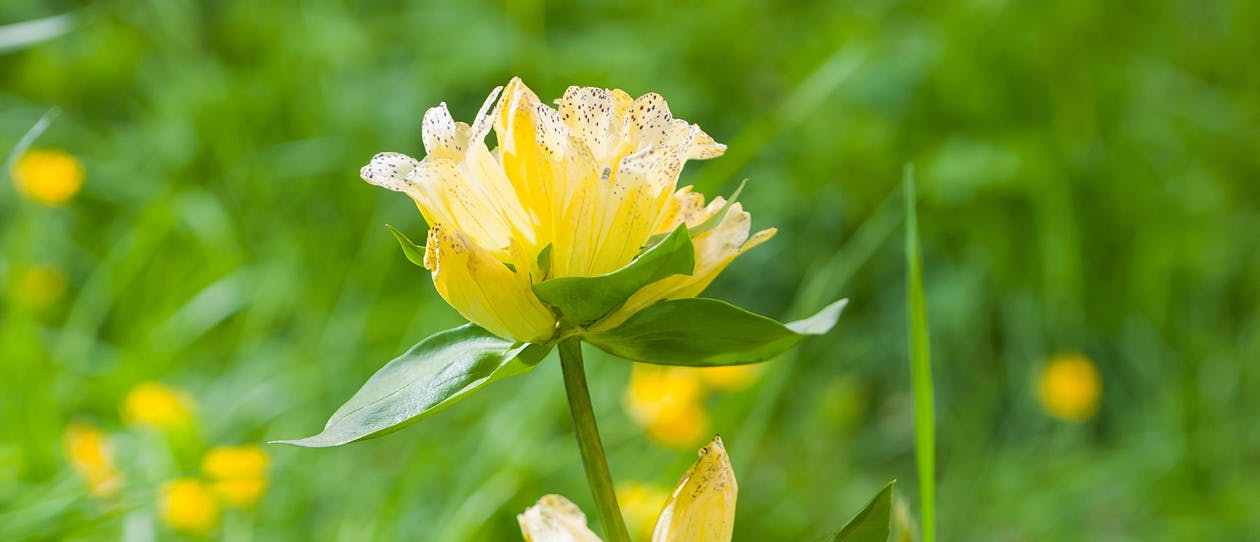 Yellow Gentian growing in the alpine regions of southern and central Europe