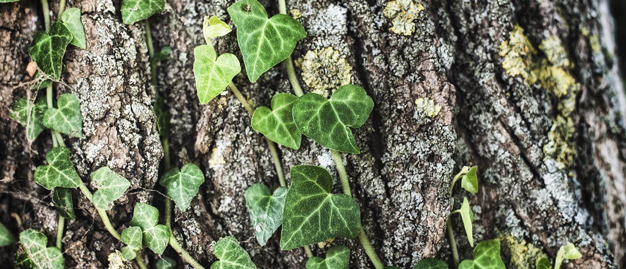 Ivy leaf for cough relief 1260x542