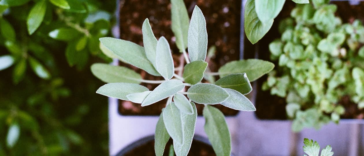 4-ways-to-fix-your-cough