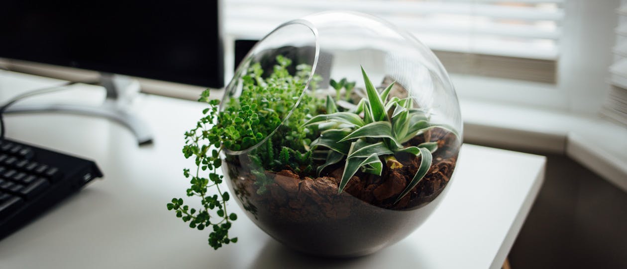 Why you need to get more plant life balance