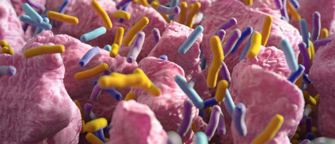 Gut health | The microbiome & probiotics