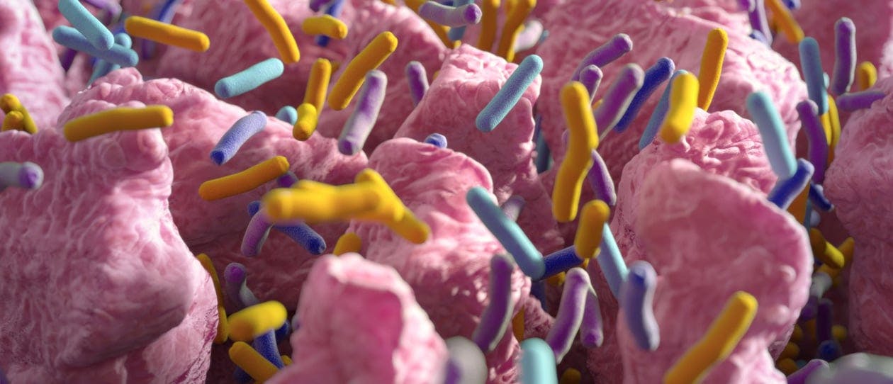 Gut health | The microbiome & probiotics