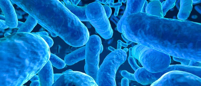 What is the gut microbiome?