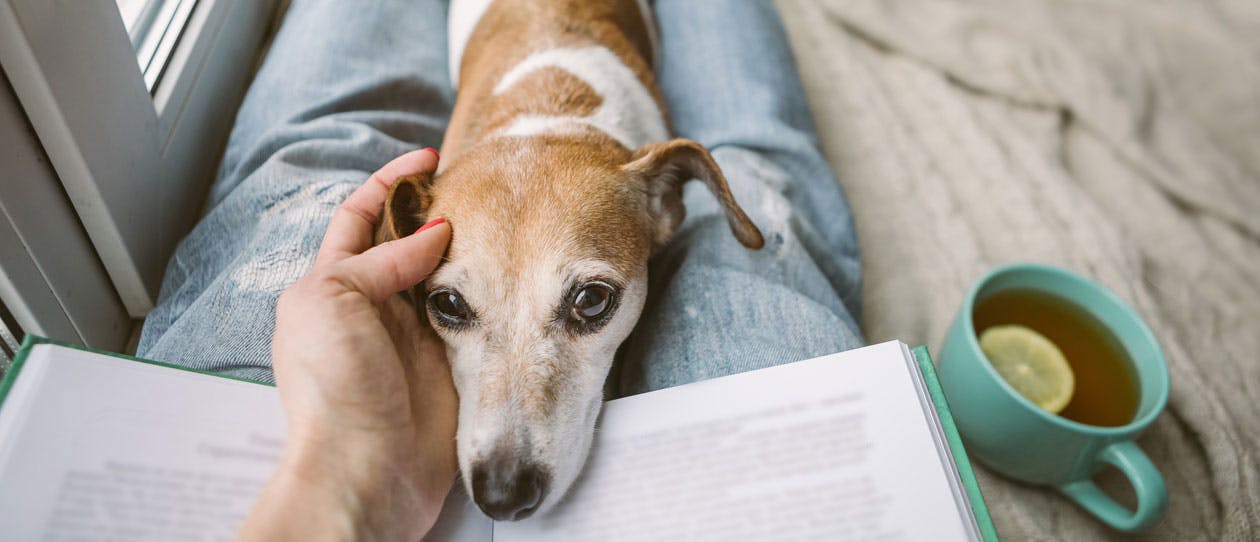 Reading at home with pet Jack Russell terrier