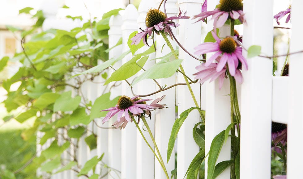 Echinacea found to halve the incidence of colds thumb