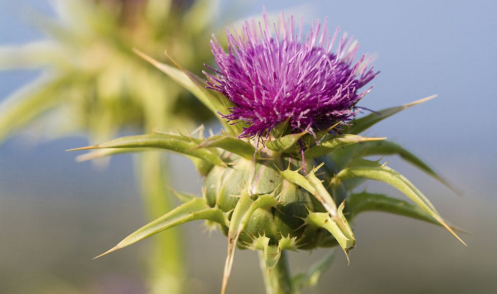 Milk thistle natures liver protector thumb