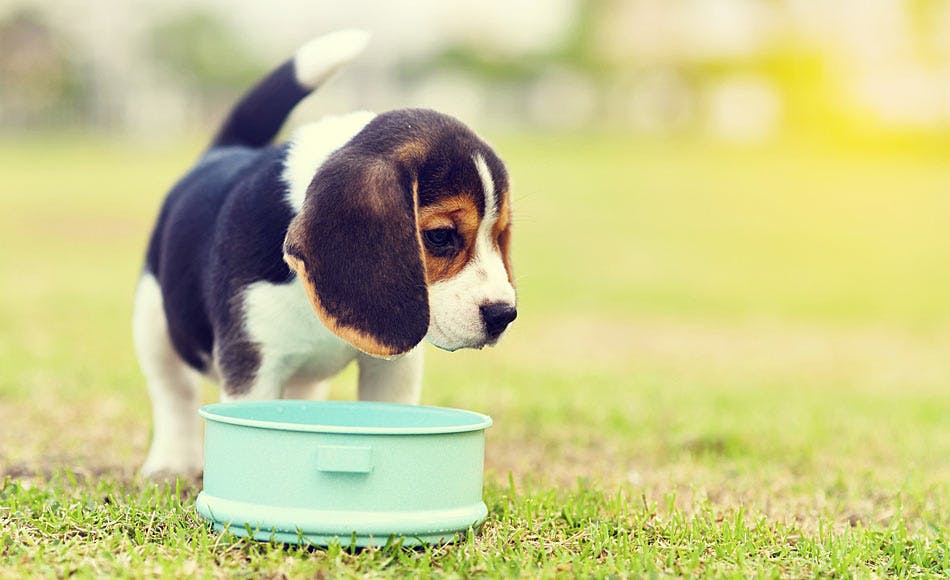 Beagle puppy eating food from a bowl | PAW by Blackmores