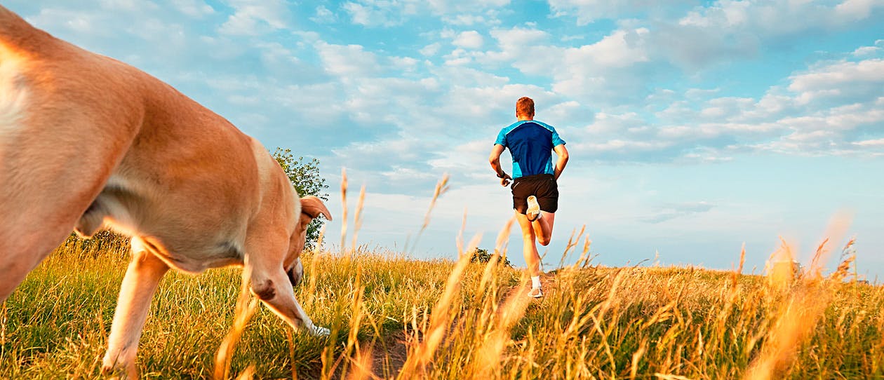 10 best breeds for running