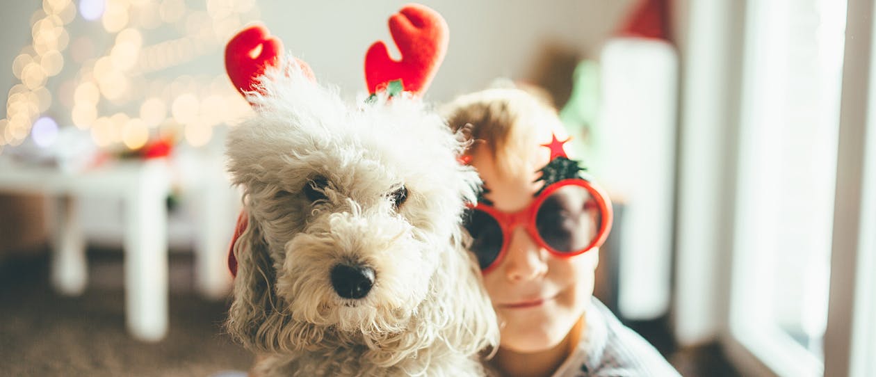 6 ways to indulge your pooch this Christmas