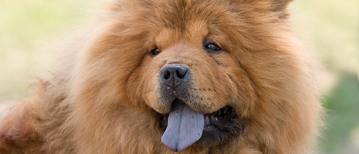 Breed-of-the-month-Aug-Chow-Chow-main
