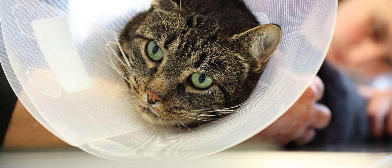 Close up of a tabby cat’s face with a white neck cone, in someone’s arms