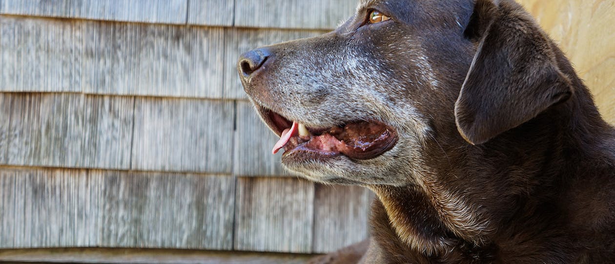 cognitive-decline-in-senior-dogs-main
