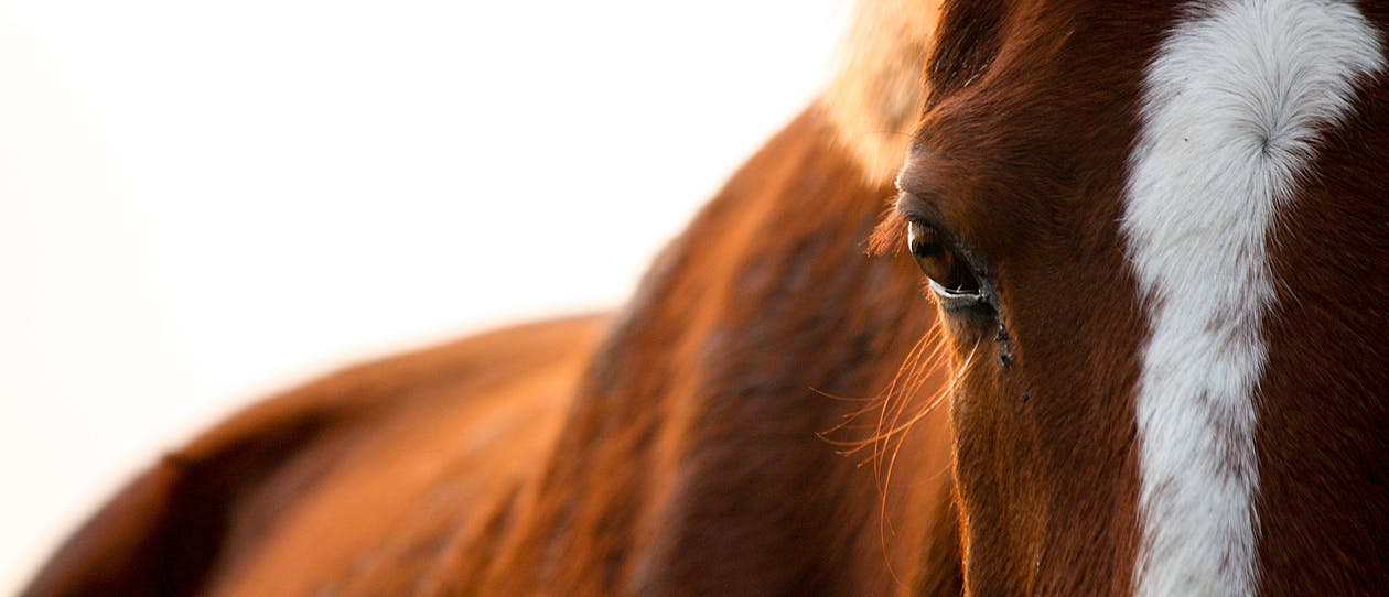 common-equine-skin-conditions-1-main