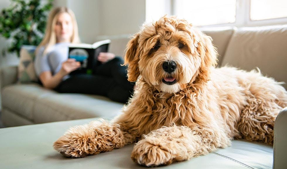 Golden labradoodle sitting on the couch with it's owner, a young woman, sitting in the background reading a book