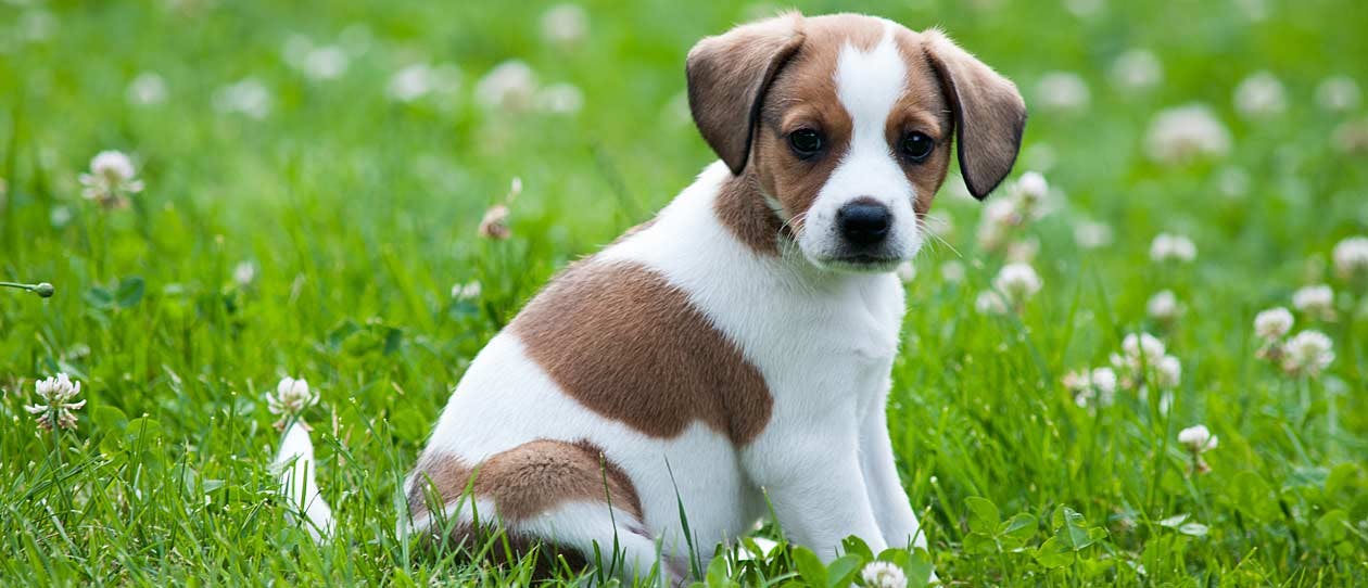 Puppy with brown and white markings sitting on grass and looking to the camera