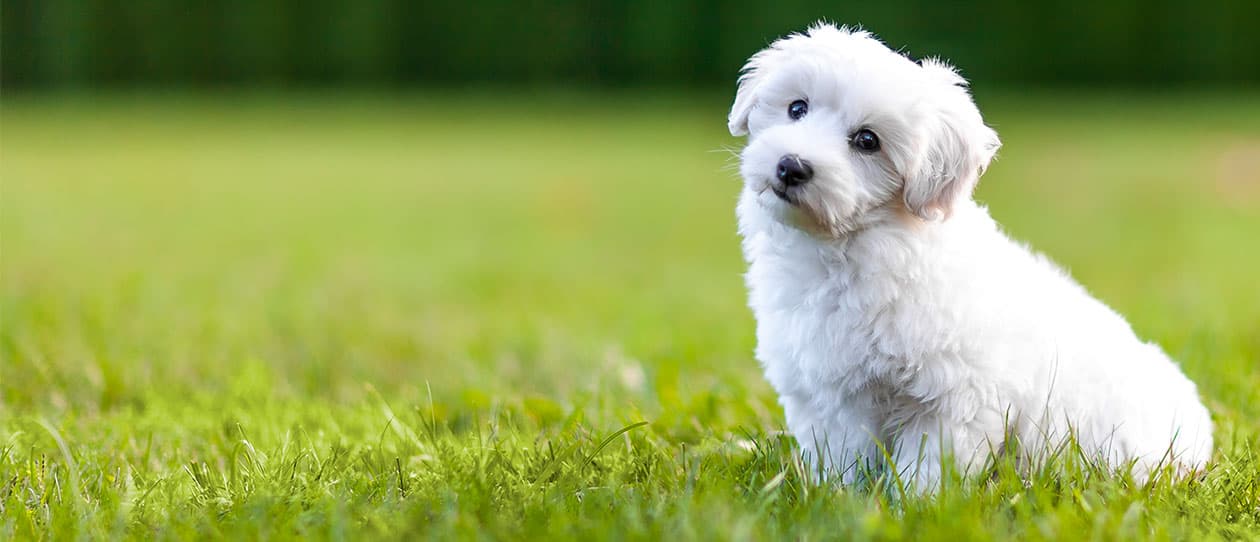 Dog-for-people-with-allergies1260x542