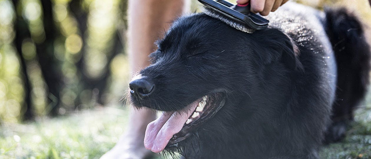 Black dog being brushed by young man