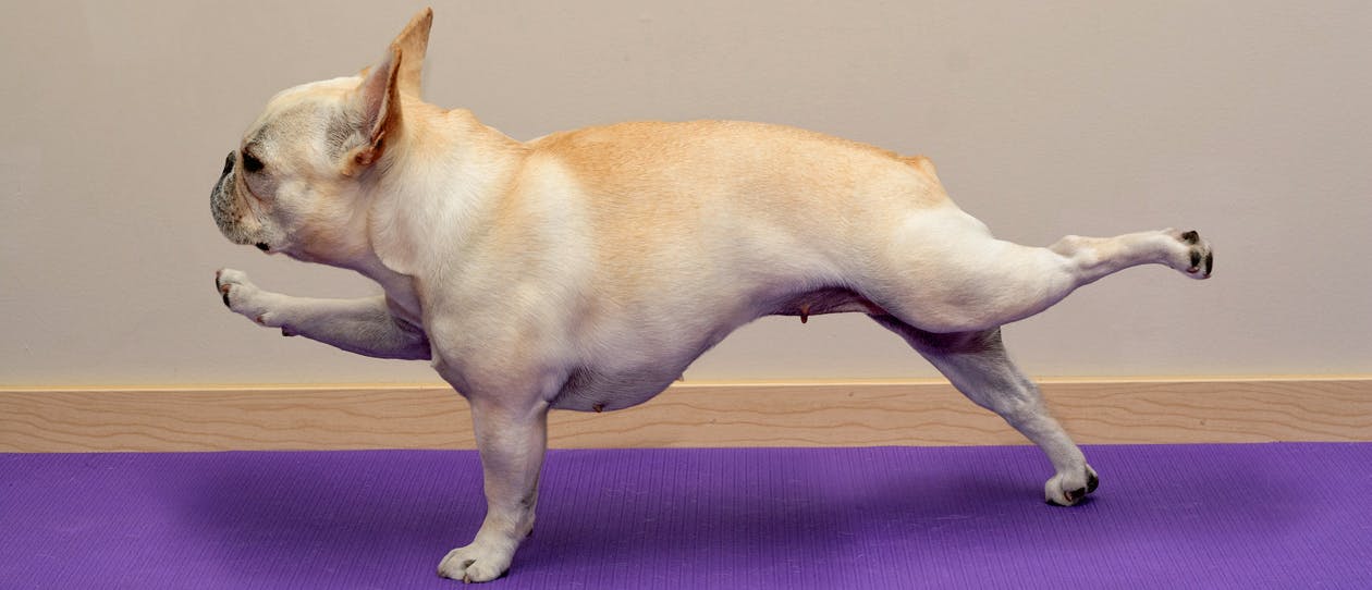 dog-yoga-main