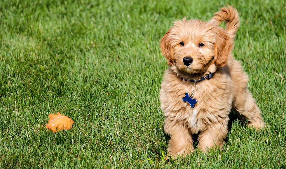 dogs-that-dont-shed-for-people-sensitive-to-fur980x580