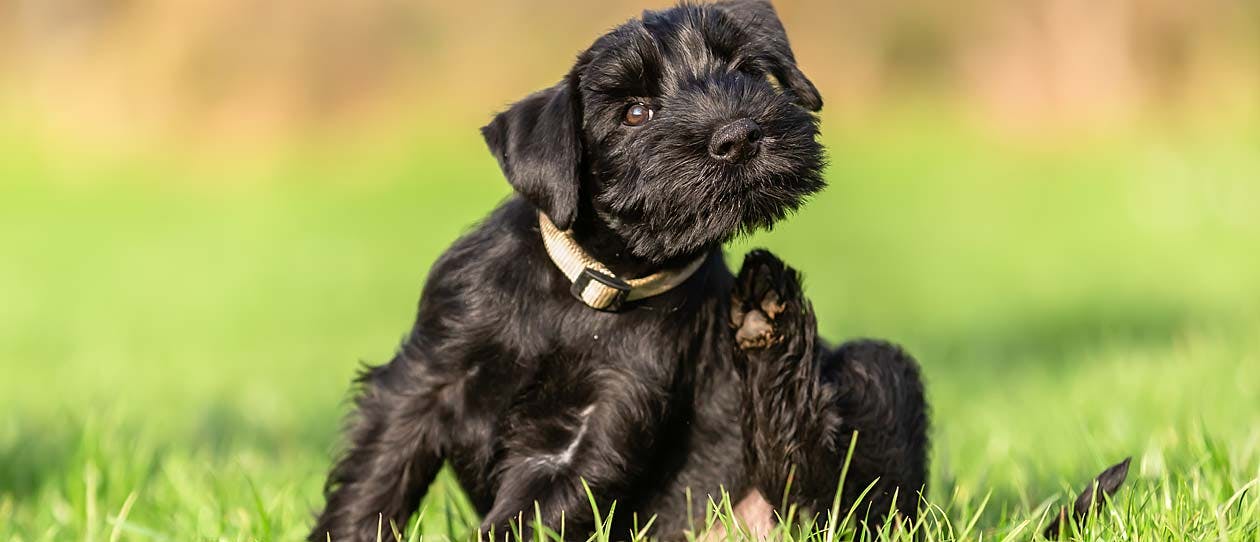 Black puppy dog scratching itself in the grass
