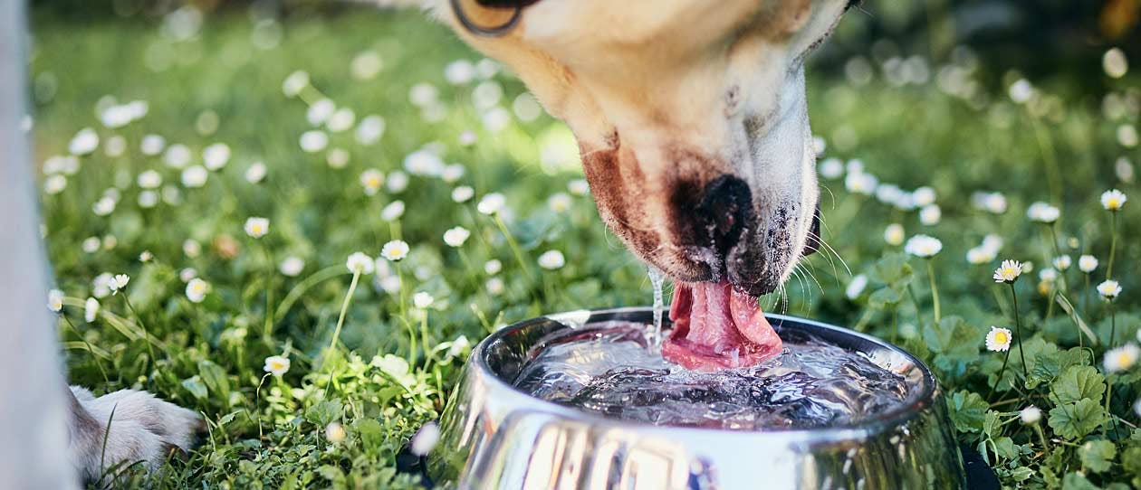 Dog drinking water from a bowl on grass