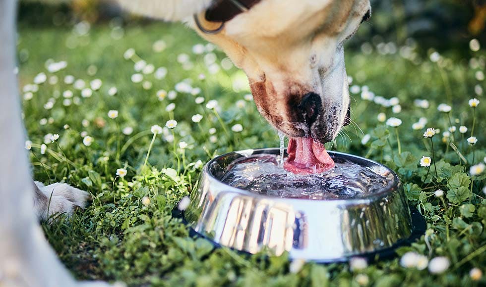 Dog drinking water from a bowl on grass