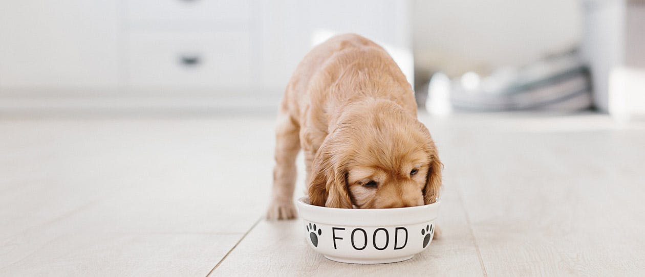Cocker spaniel puppy eating from food bowl on kitchen floor
