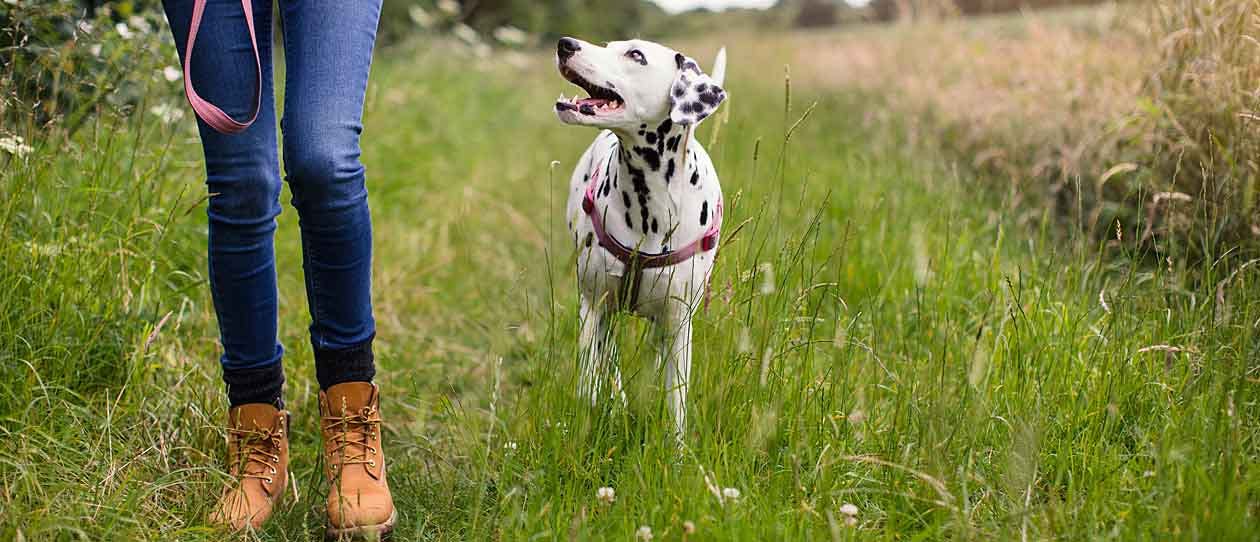 how-to-choose-the-right-dog-collar-and-lead-main