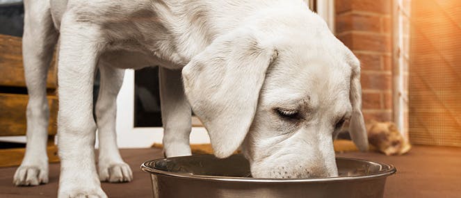 Puppy eating from dog bowl| PAW by Blackmores