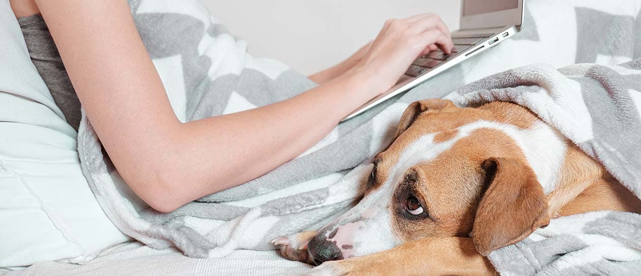 Dog looking anxious lying in bed with it's owner who is working on her laptop