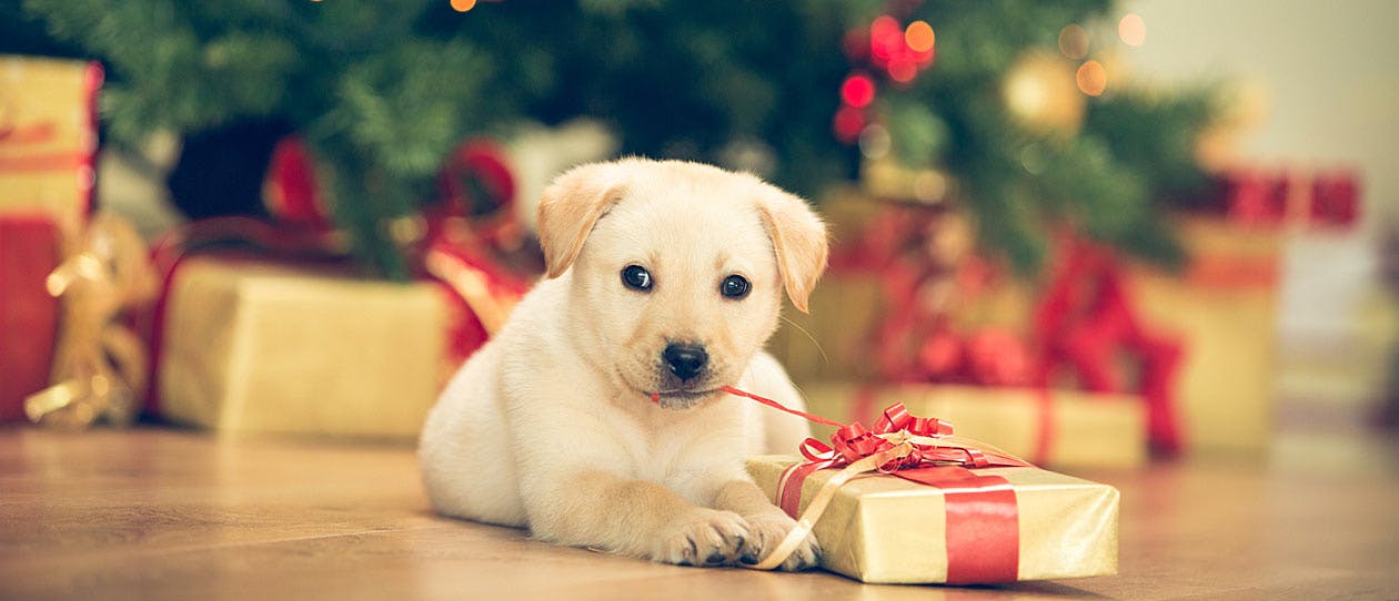 Labrador puppy with gift wrapping in his mouth in front of the Christmas tree