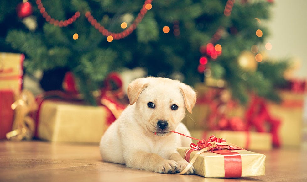 Labrador puppy with gift wrapping in his mouth in front of the Christmas tree