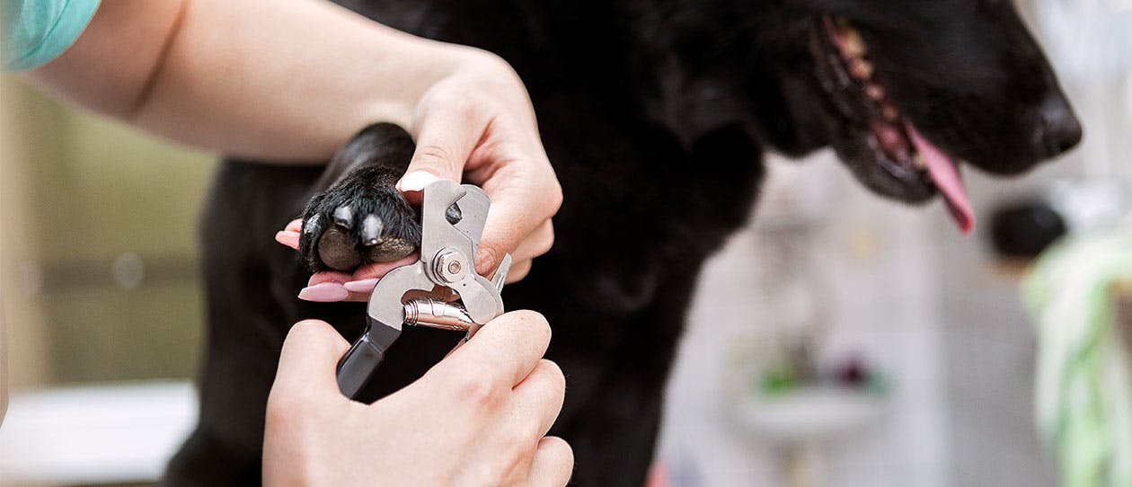 how-to-properly-cut-your-dogs-nails1260x542