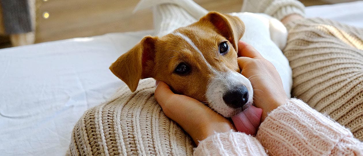 Jack Russell looking up and licking its owner who is holding it's head in her hands