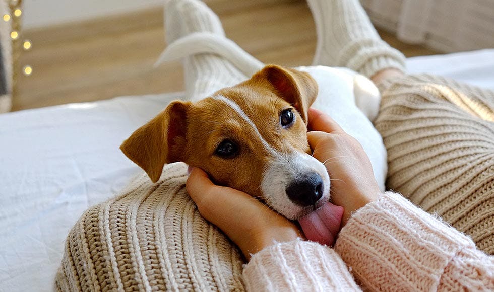 Jack Russell looking up and licking its owner who is holding it's head in her hands