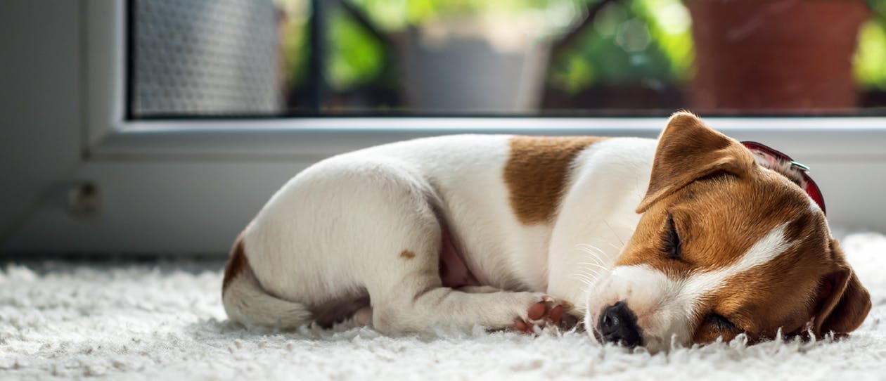 Is your dog losing sleep? They could be stressed