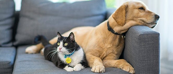 liver-health-in-dogs-cats-thumb
