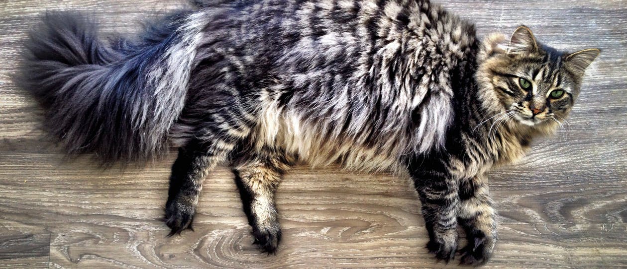 maine-coon-cats-main