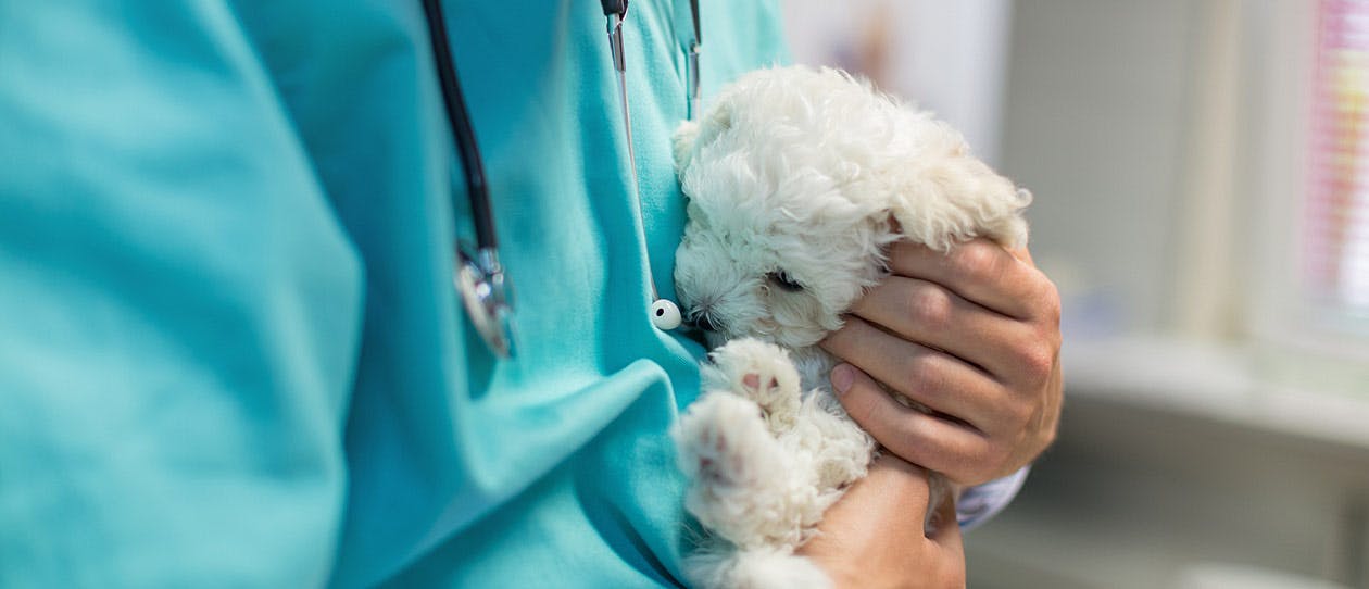 Small white puppy being held by vet