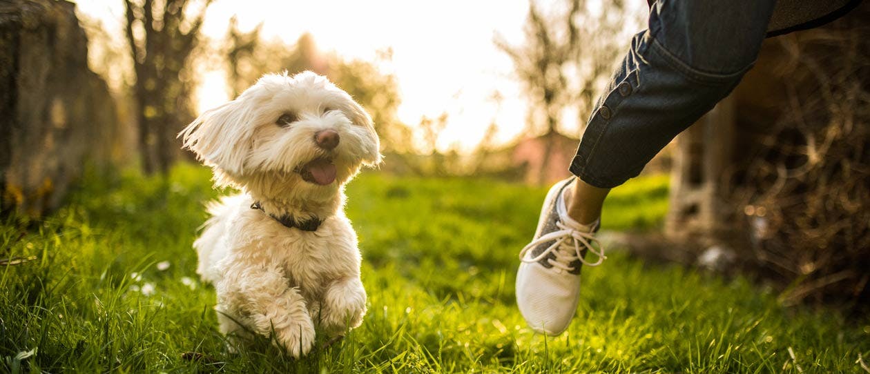 Pets need exercise too | Blackmores