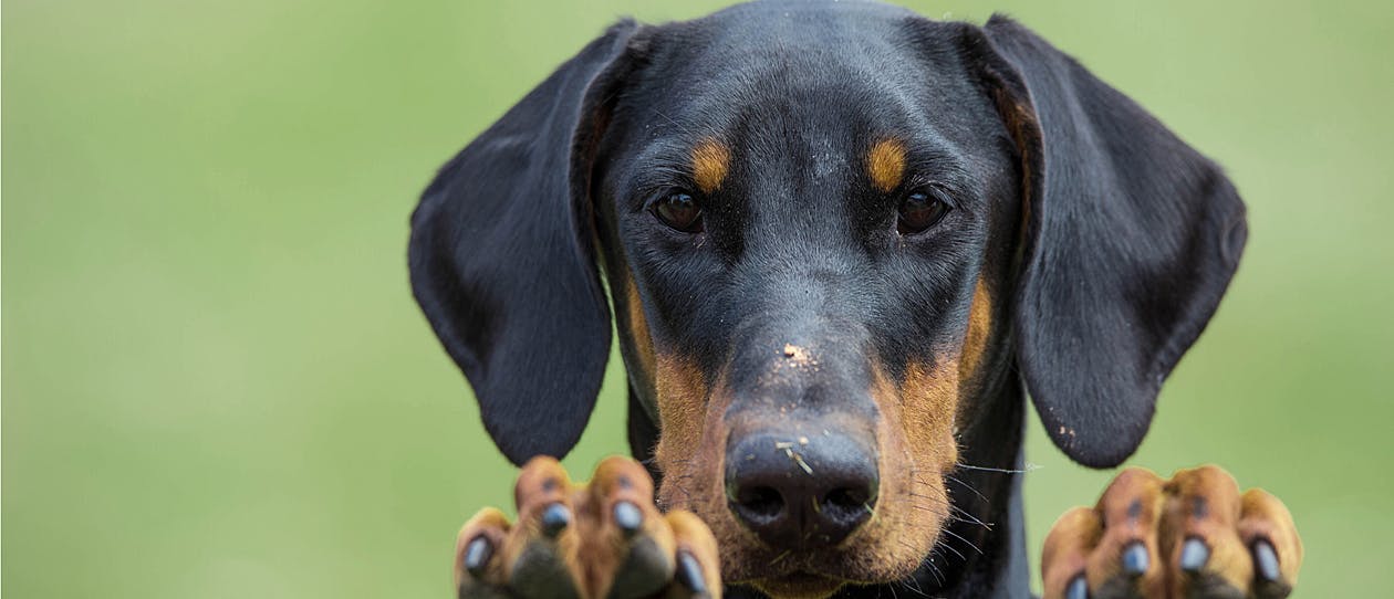 Rescue-of-the-month-3-July-Irish-the-doberman-main