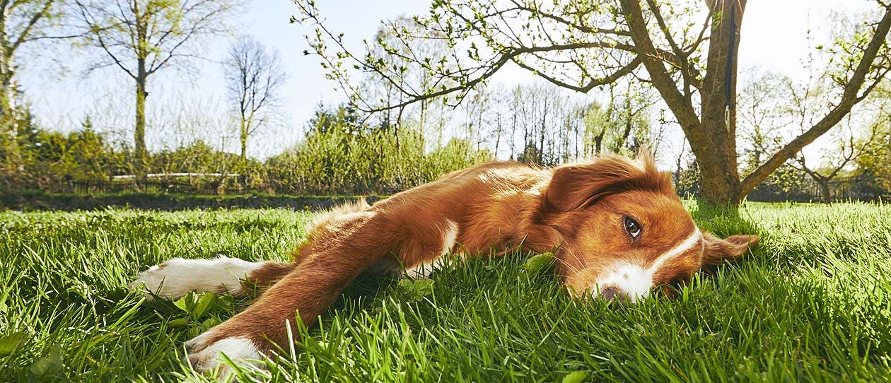 Ginger and white dog lying on it's side on the grass in the sun