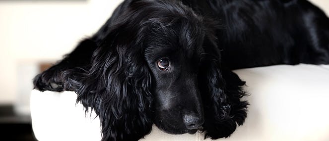 Talking breeds - Cocker Spaniel | PAW by Blackmores
